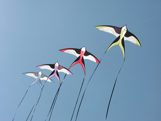 32- Oiseaux - Jean-Christophe Labrouche w